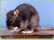 rat control Rochdale