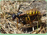 wasp control Rochdale